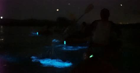 Bioluminescent Bays in Puerto Rico 2023-2024 - Rove.me