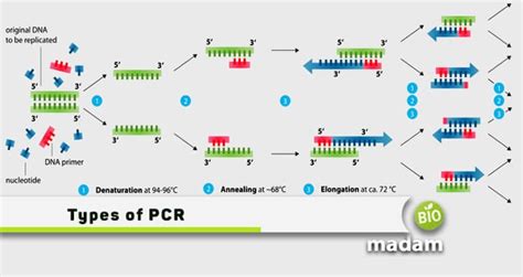 Types Of Pcr Common Kinds Of Polymerase Chain Reaction Biomadam - Bank2home.com