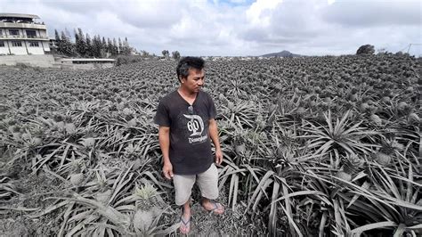 Grey pineapples: Taal eruption devastates small Tagaytay farm