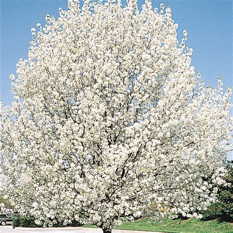 Cleveland Ornamental Pear Tree | Gurney's Seed & Nursery Co.