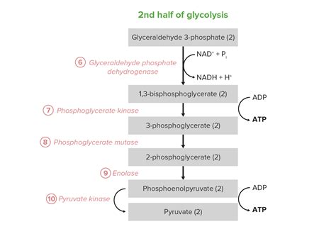 Glycolysis Cycle