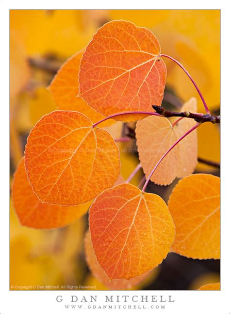 Photograph: Fall Aspen Leaves, Sierra Nevada | G Dan Mitchell Photography