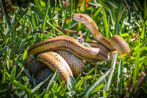 A snake (while actively constricting around it’s prey) fell out of a palm tree and almost landed ...