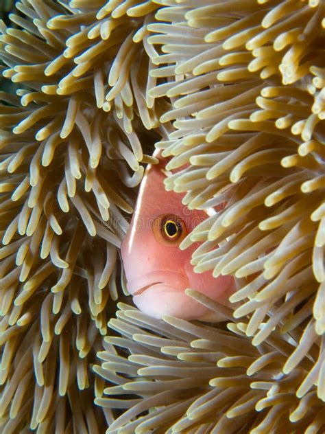 Pink skunk clownfish stock photo. Image of invertebrate - 51527004