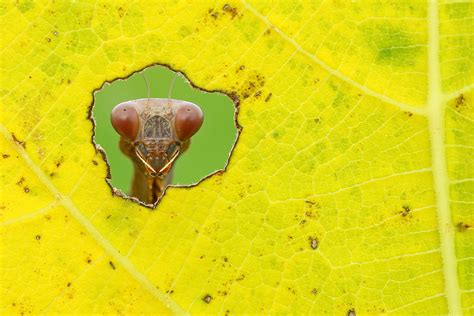 'Window Of Autumn' by Hasan Baglar