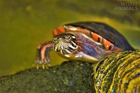 Western Painted Turtle Facts: Size, Lifespan, Behavior