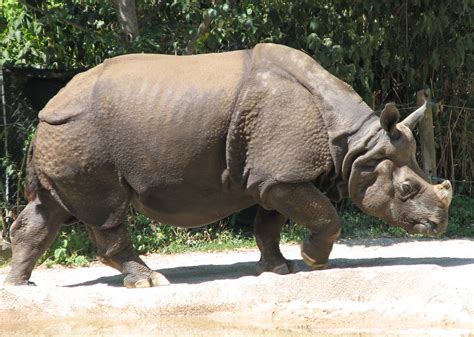 File:Indian Rhino 001.jpg - Wikimedia Commons