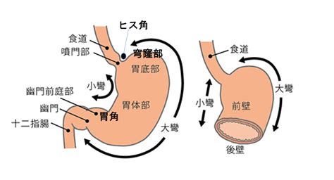 胃について | やまかわ訪問クリニック