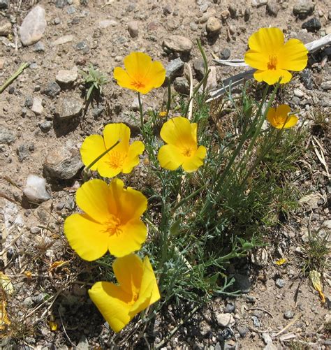 RV Chuckles: Arizona Desert Flowers