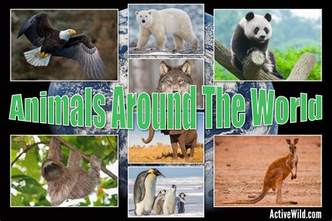 Animals Around The World – Discover Species From Every Continent