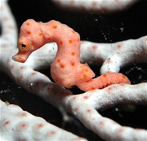 Pygmy Seahorse Camouflage