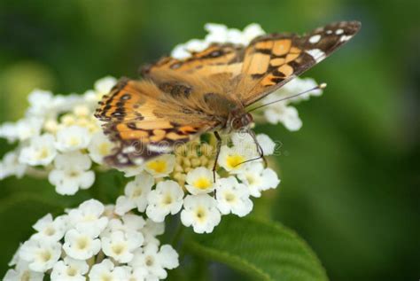 Painted Lady Butterfly Eggs Stock Photos - Free & Royalty-Free Stock ...