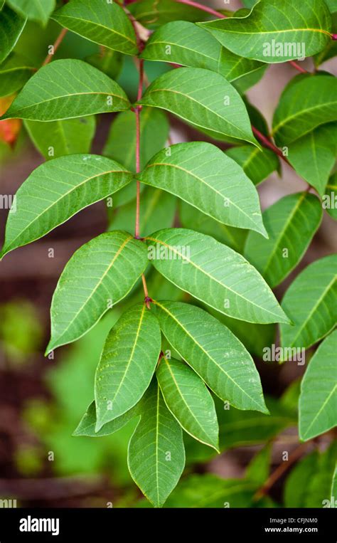 Leaves, foliage of toxic plant, Poison Sumac, Rhus vernix Stock Photo, Royalty Free Image ...