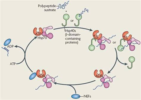 [DIAGRAM] Enzymatic Hydrolysis Diagram - MYDIAGRAM.ONLINE