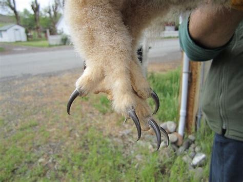 "Great Horned Owl Talons" Posters by Dave Sandersfeld | Redbubble