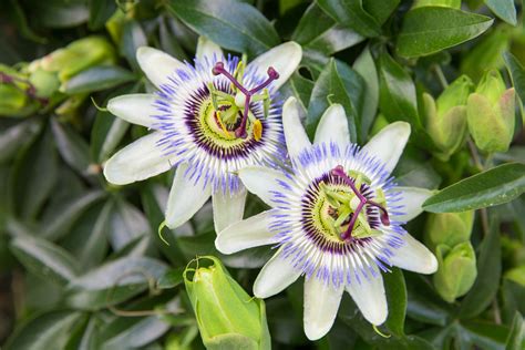 Passion flower care: watering, pruning & more - Plantura