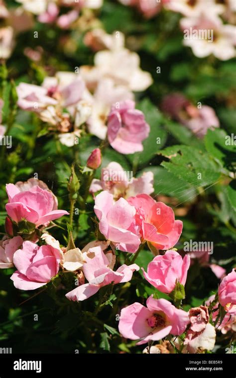 Rainbow knock out rose hi-res stock photography and images - Alamy