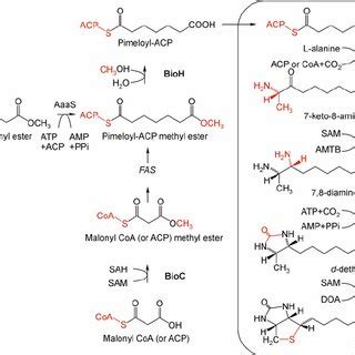 (PDF) Biotin biosynthesis in Mycobacterium tuberculosis: Physiology, biochemistry and molecular ...