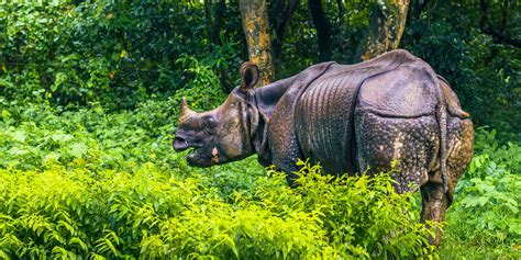 Chitwan: Rhinos and Tigers of the Terai - Travelogues from Remote Lands