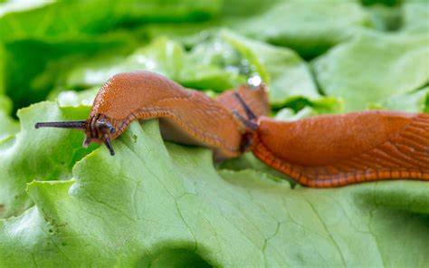 Guard Your Garden: Slugs & Snails - Official Blog of Park Seed | Slugs ...