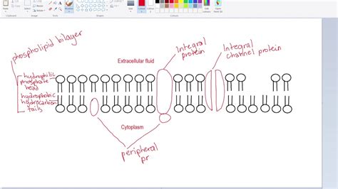 Diagram Of Fluid Mosaic Model