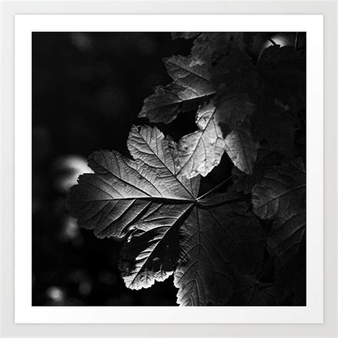 Nighttime Forest 2 | Fine Art Photography Print Black and White Art ...