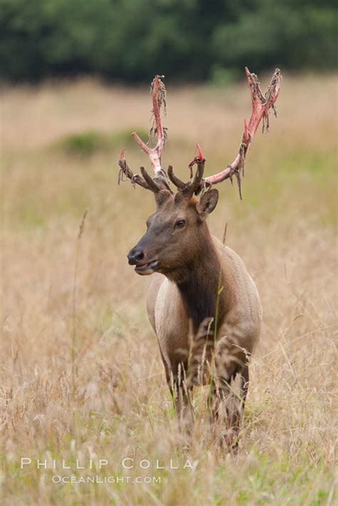 Roosevelt Elk Photo, Stock Photograph of a Roosevelt Elk, Cervus ...