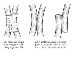 Grafting Method - Inarching or Approach Grafting