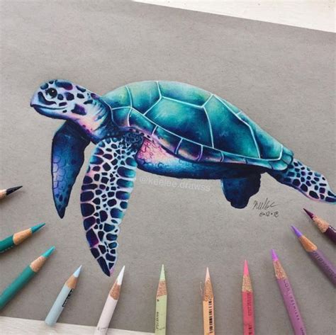 Coloring With Prismacolor Pencils | Turtle drawing, Prismacolor art, Turtle art