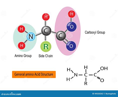 Amino acid stock vector. Illustration of nitrogen, nutrition - 49550262