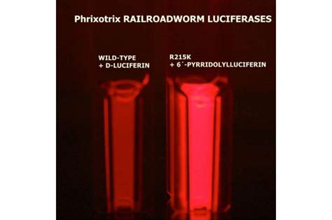 Researchers obtain more efficient red bioluminescence than those ...