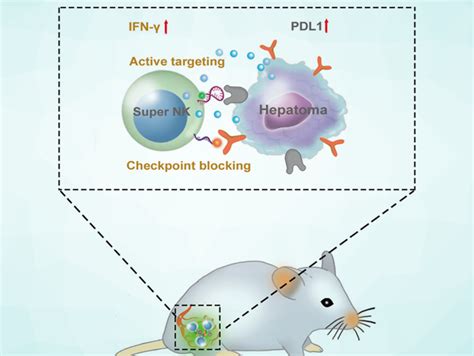 Natural Killer Cells for Cancer Immunotherapy - ChemistryViews