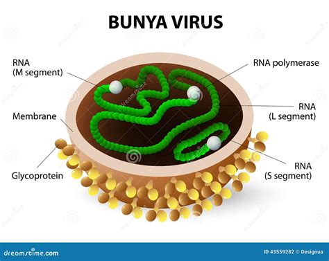 Bunya Virus. Virion Structure Stock Vector - Image: 43559282