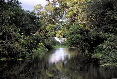 Amazon Tributary in the Amazonas Region - Geographic Media