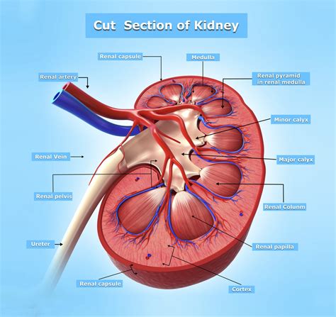 Kidney Endocrine Functions | Healthfully