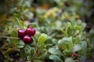 Vaccinium macrocarpon | Plants Direct – Victoria, BC