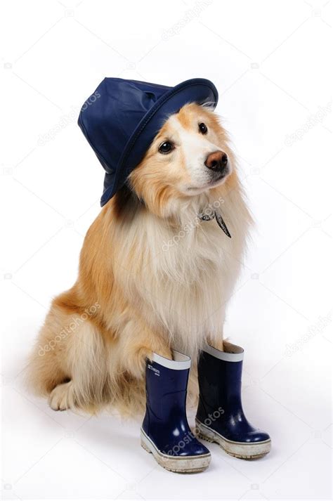 Dog with rain boots and hat — Stock Photo © karidesign #10452743