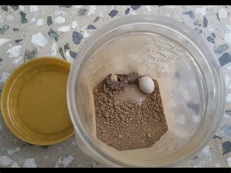 Lizard eggs hatching - YouTube