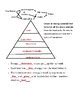 Energy Pyramid Practice Worksheet by Amanda Wood | TpT