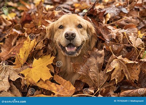 Golden Retriever Dog in a Pile of Fall Leaves Stock Image - Image of leaf, retriever: 79702649