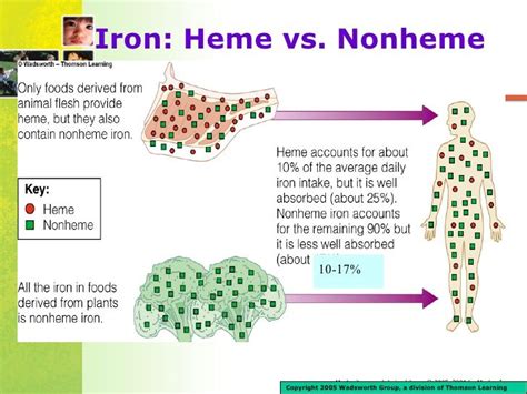 Heme vs non heme iron | Worksheets, Printable worksheets, Learning