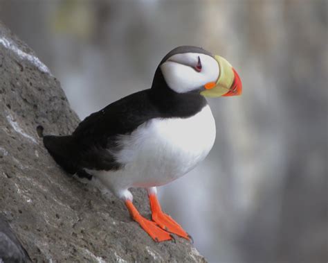 Horned Puffin | Alcidae Fratercula corniculata St. Paul, Pri… | Flickr