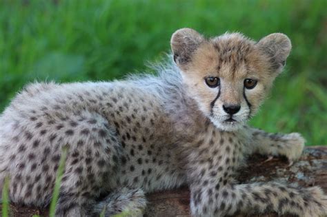 Hand Raising a Cheetah Cub - Animal Fact Guide