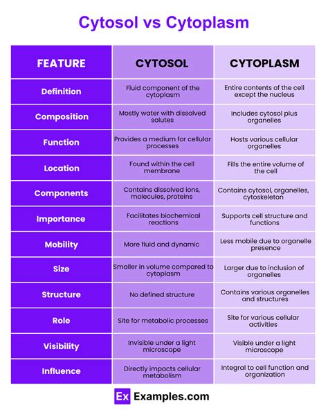 Cytosol vs Cytoplasm - Differences Explained with Example