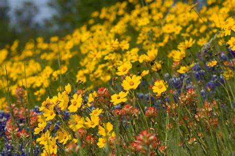 Wildflowers in Texas 2025 - Rove.me