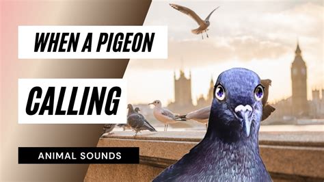 When A Pigeon Calling / Sound Effect / Animation - YouTube