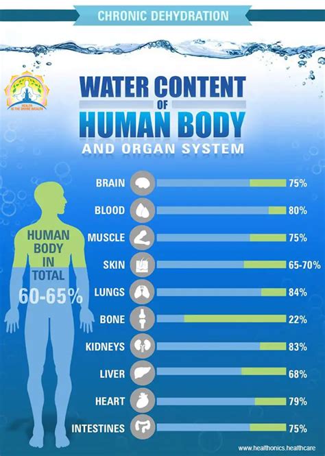 Infographics for Water Content in Human Body