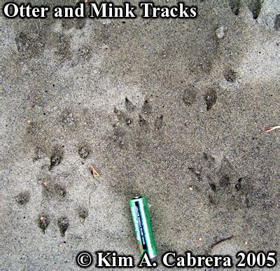 Animal Tracks - Mink (Mustela vison AKA Neovison vison)