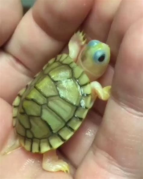 Tiny Turtle Is Too Cute [Vídeo] (com vídeos) | Tartarugas bonitas, Animais bebês mais fofos ...