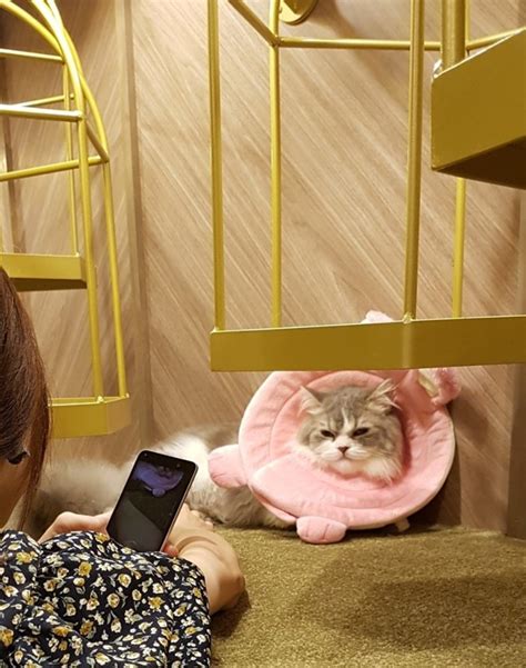 Japan Travel Blog: Osaka - Cat Cafe MoCHA @ Shinsaibashi